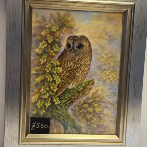 Tawny owl  Frame by Stephen Smith & Terry Halloran